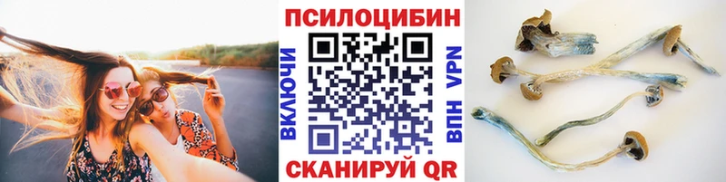 цена   Тимашёвск  Галлюциногенные грибы Cubensis 